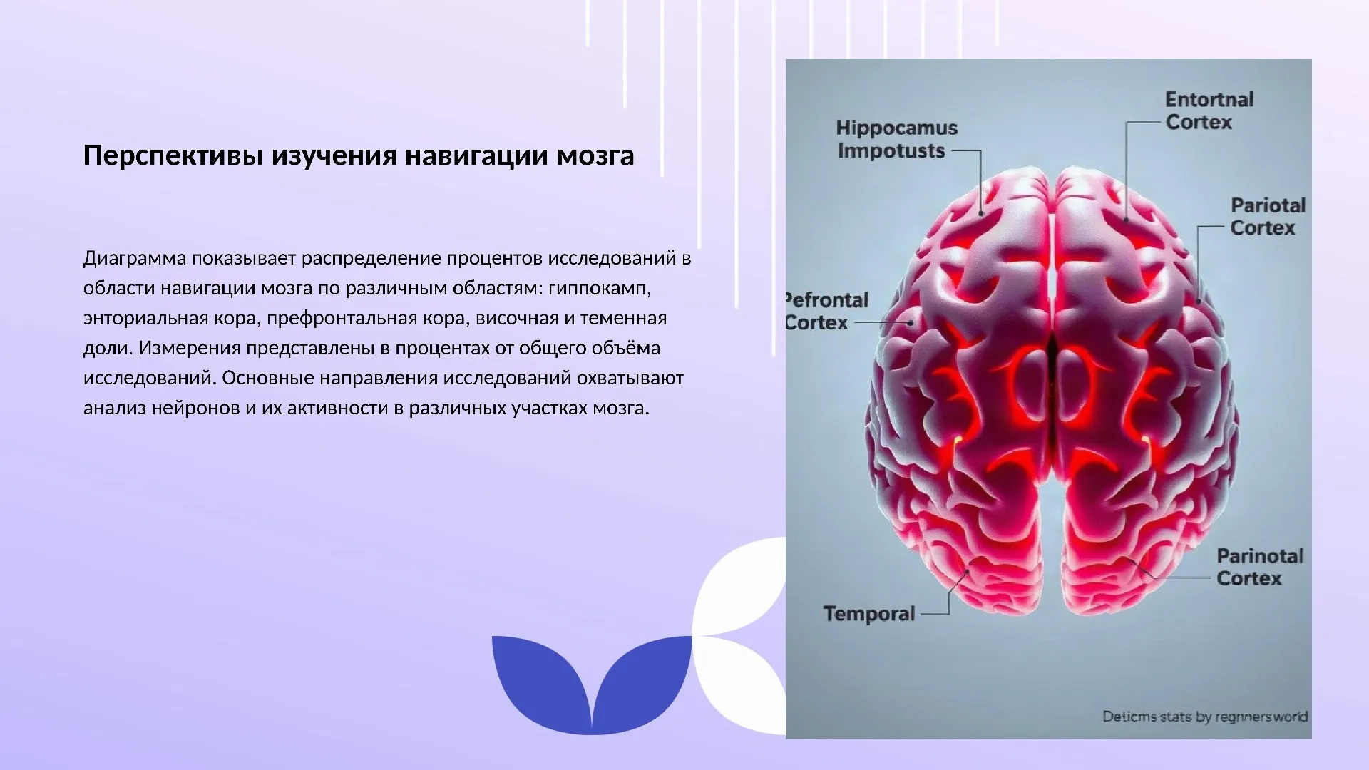 Перспективы изучения навигации мозга - слайд для презентации на тему 