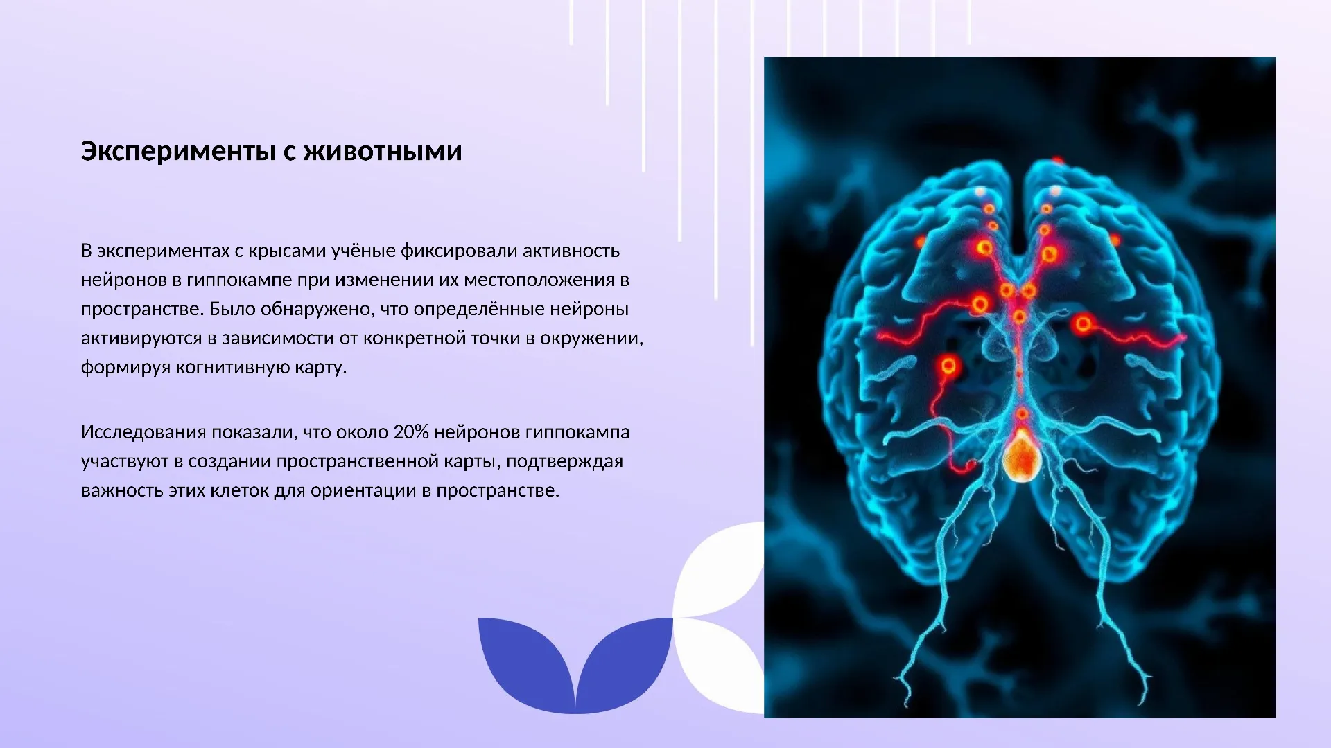 Эксперименты с животными - слайд для презентации на тему 