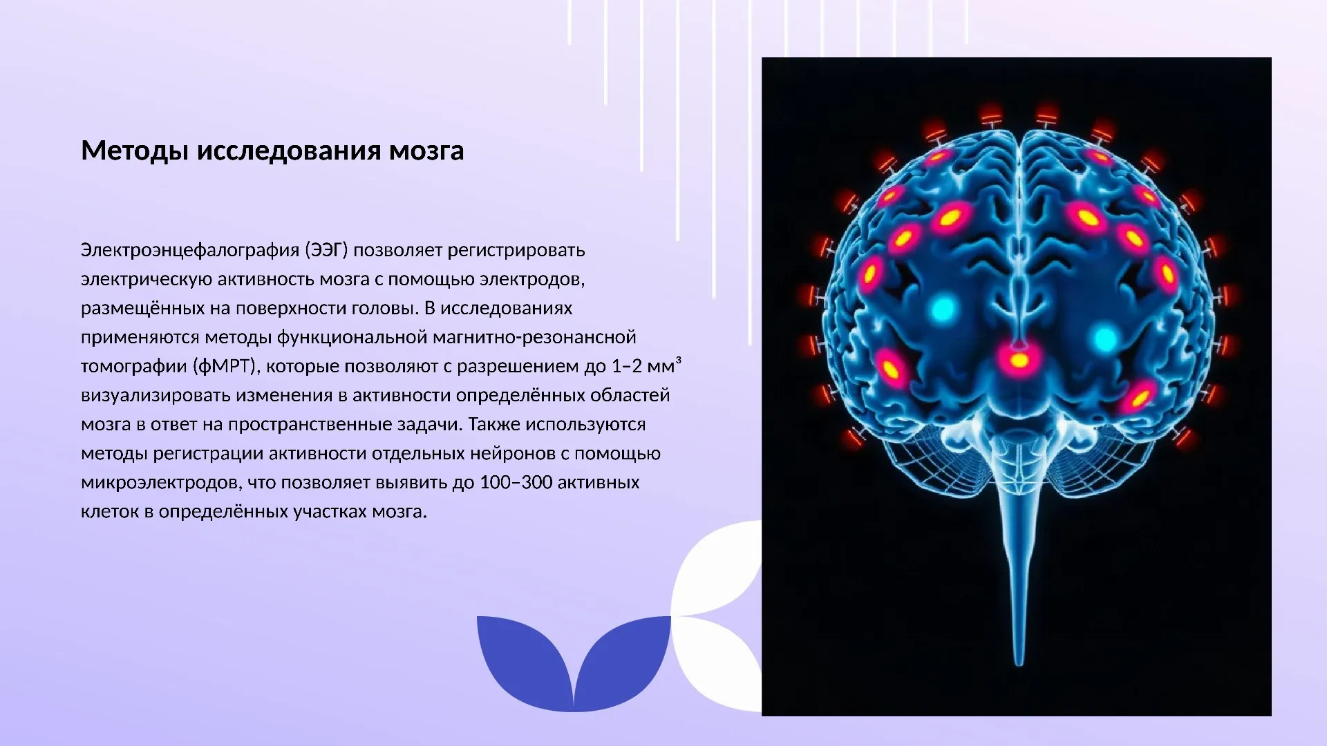 Методы исследования мозга - слайд для презентации на тему 