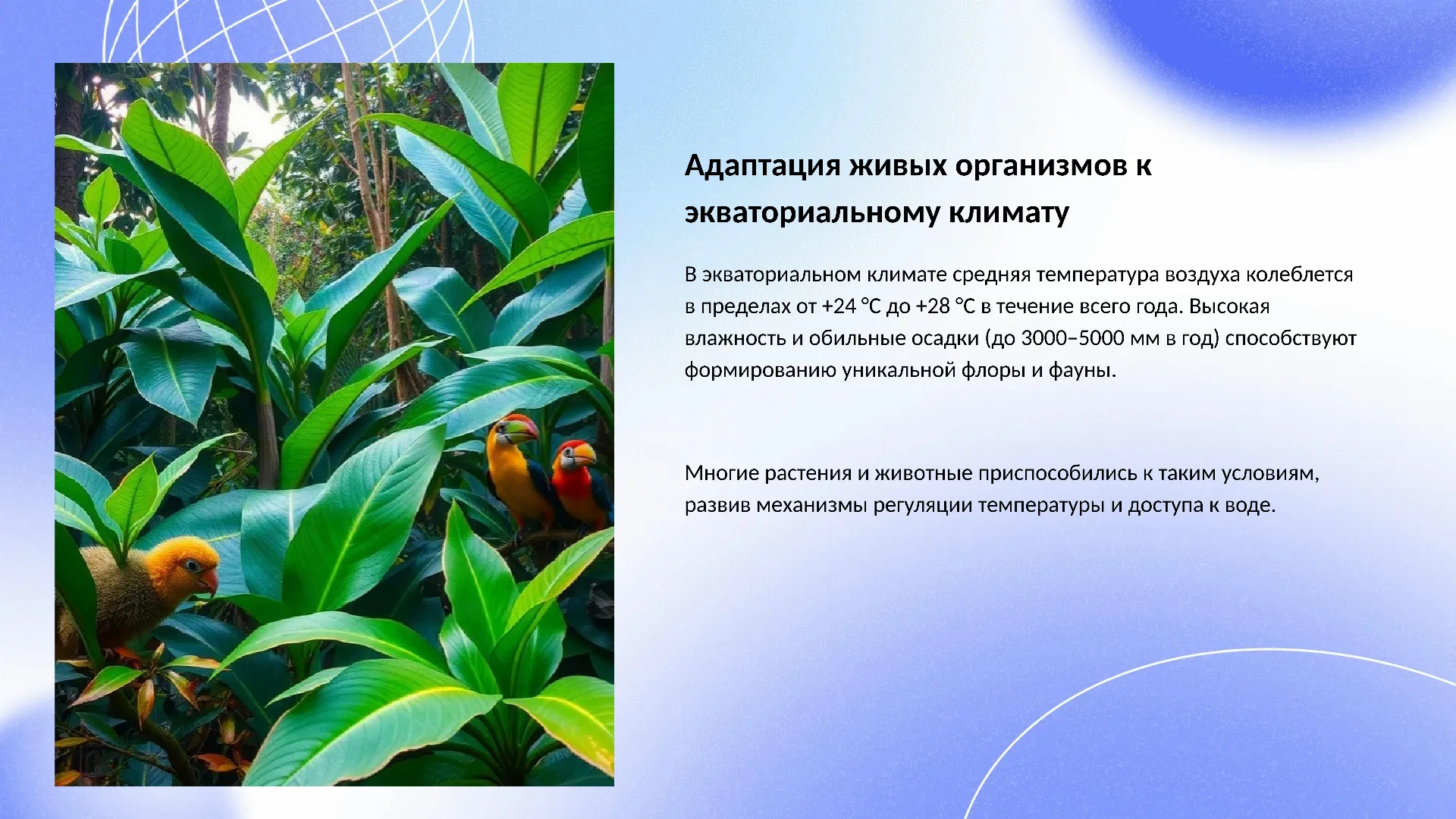 Адаптация живых организмов к экваториальному климату - слайд для презентации на тему 
