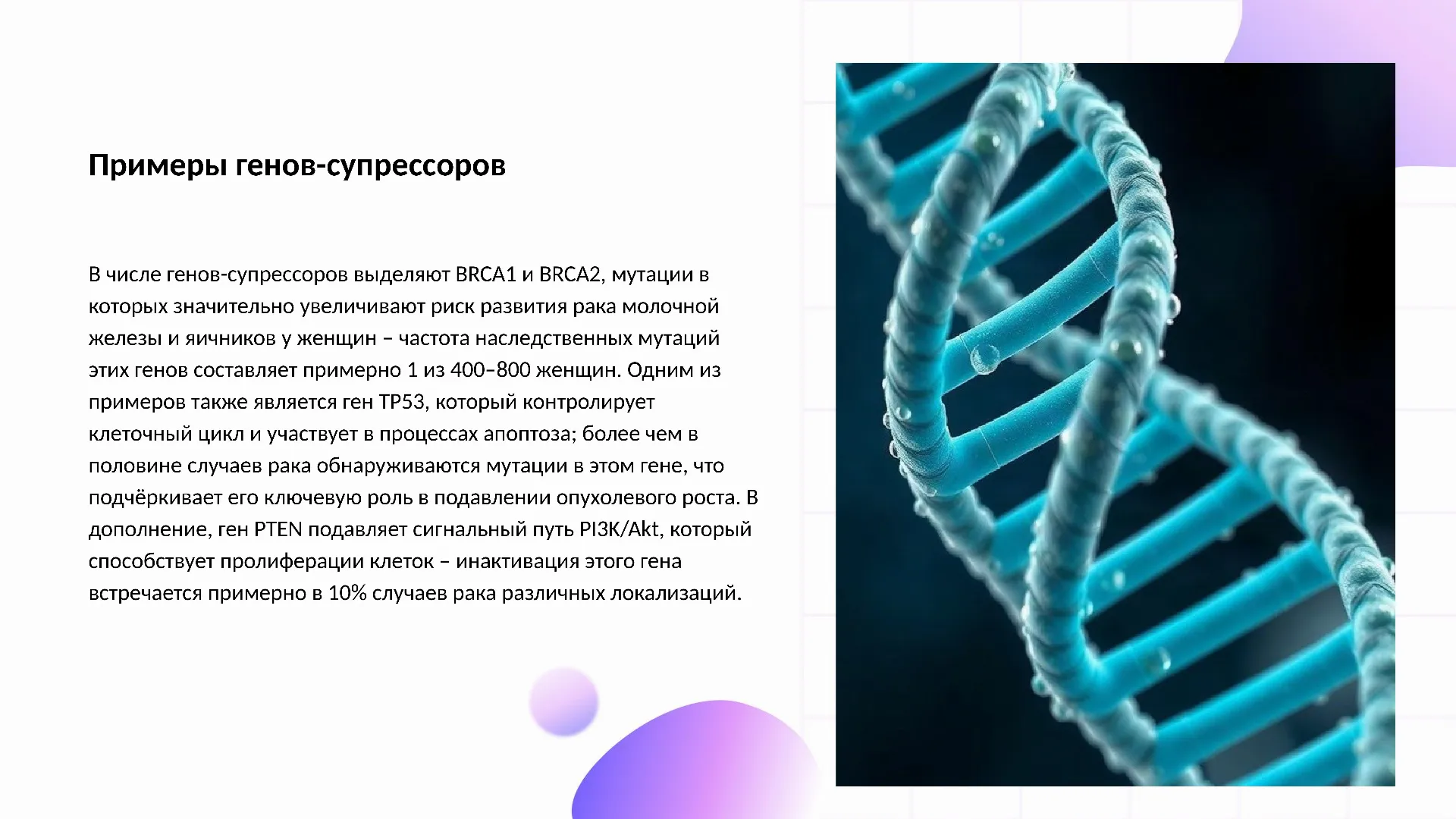 Примеры генов-супрессоров - слайд для презентации на тему 