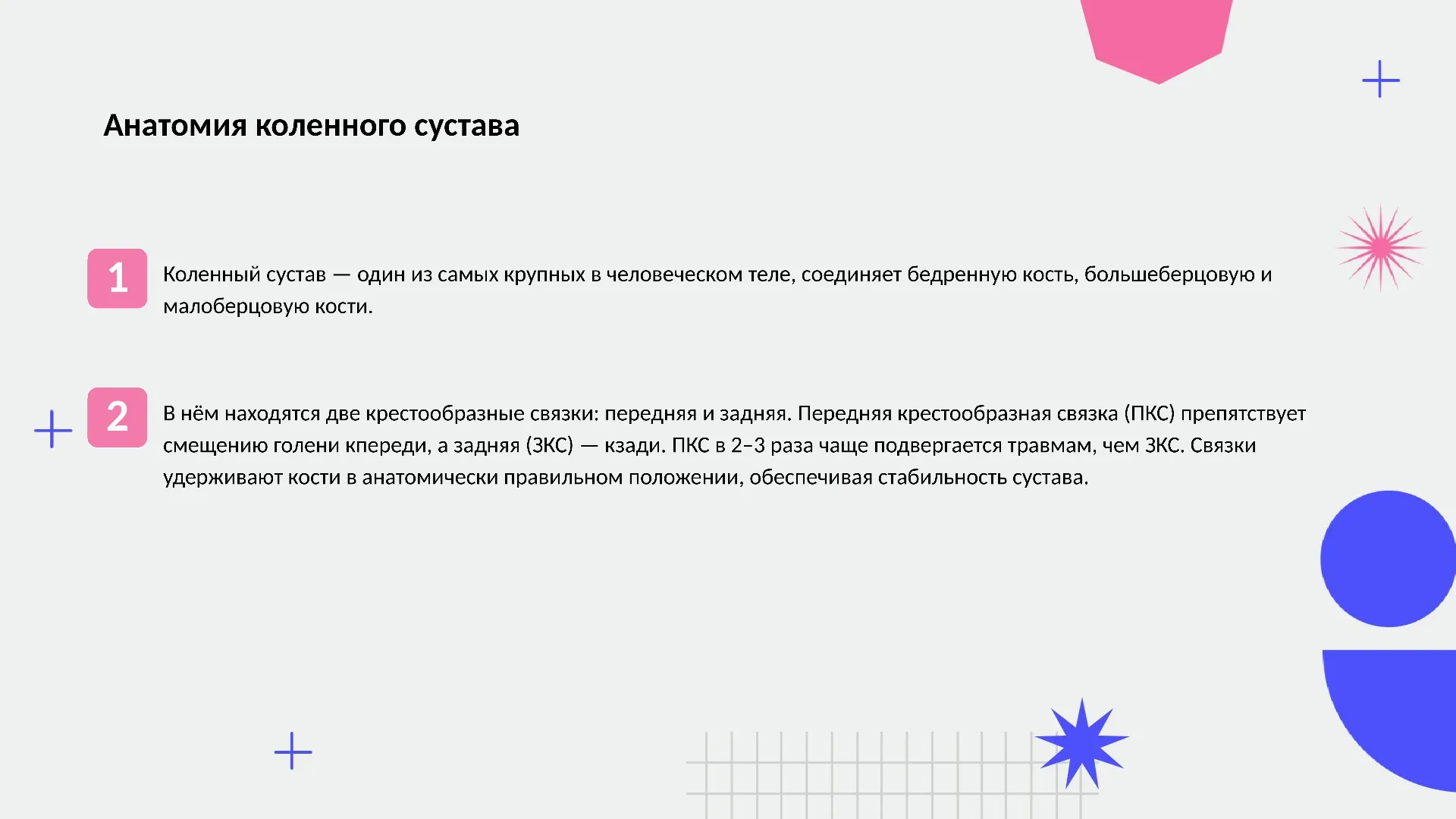 Анатомия коленного сустава - слайд для презентации на тему 
