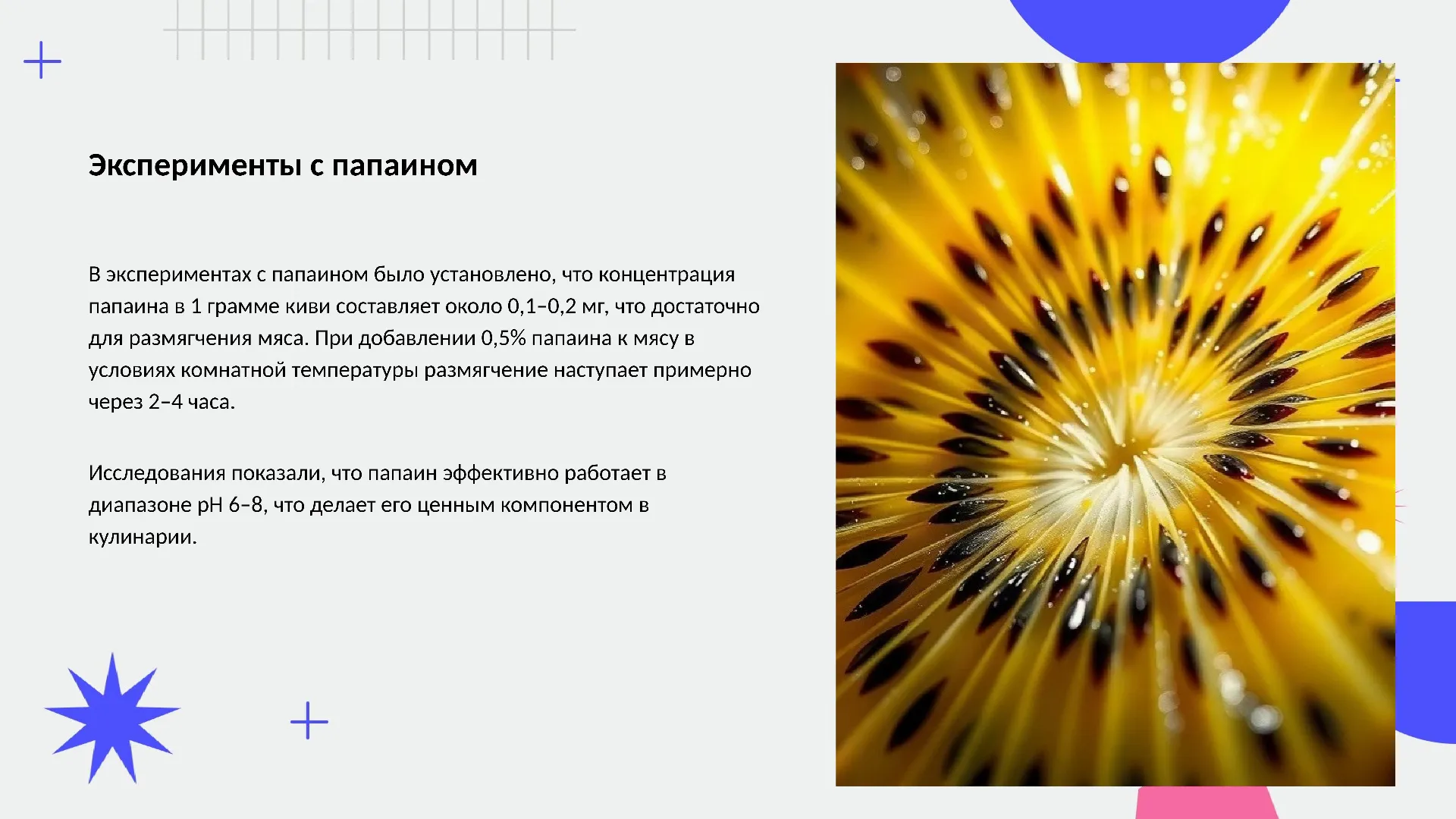 Эксперименты с папаином - слайд для презентации на тему 