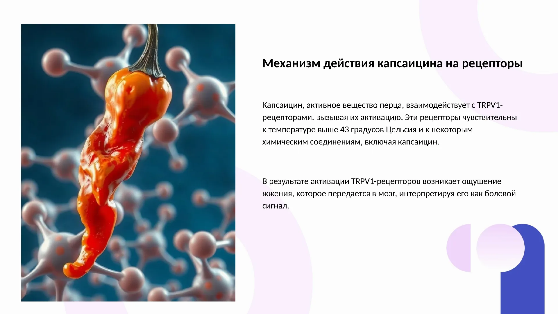 Механизм действия капсаицина на рецепторы - слайд для презентации на тему 