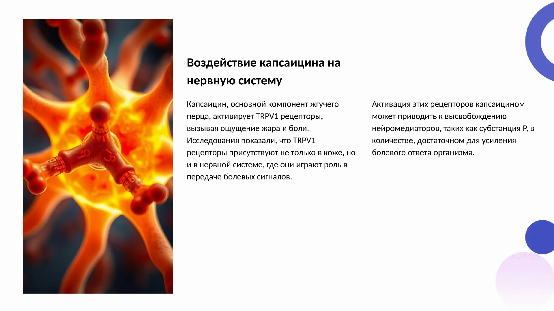 Воздействие капсаицина на нервную систему - слайд для презентации на тему 