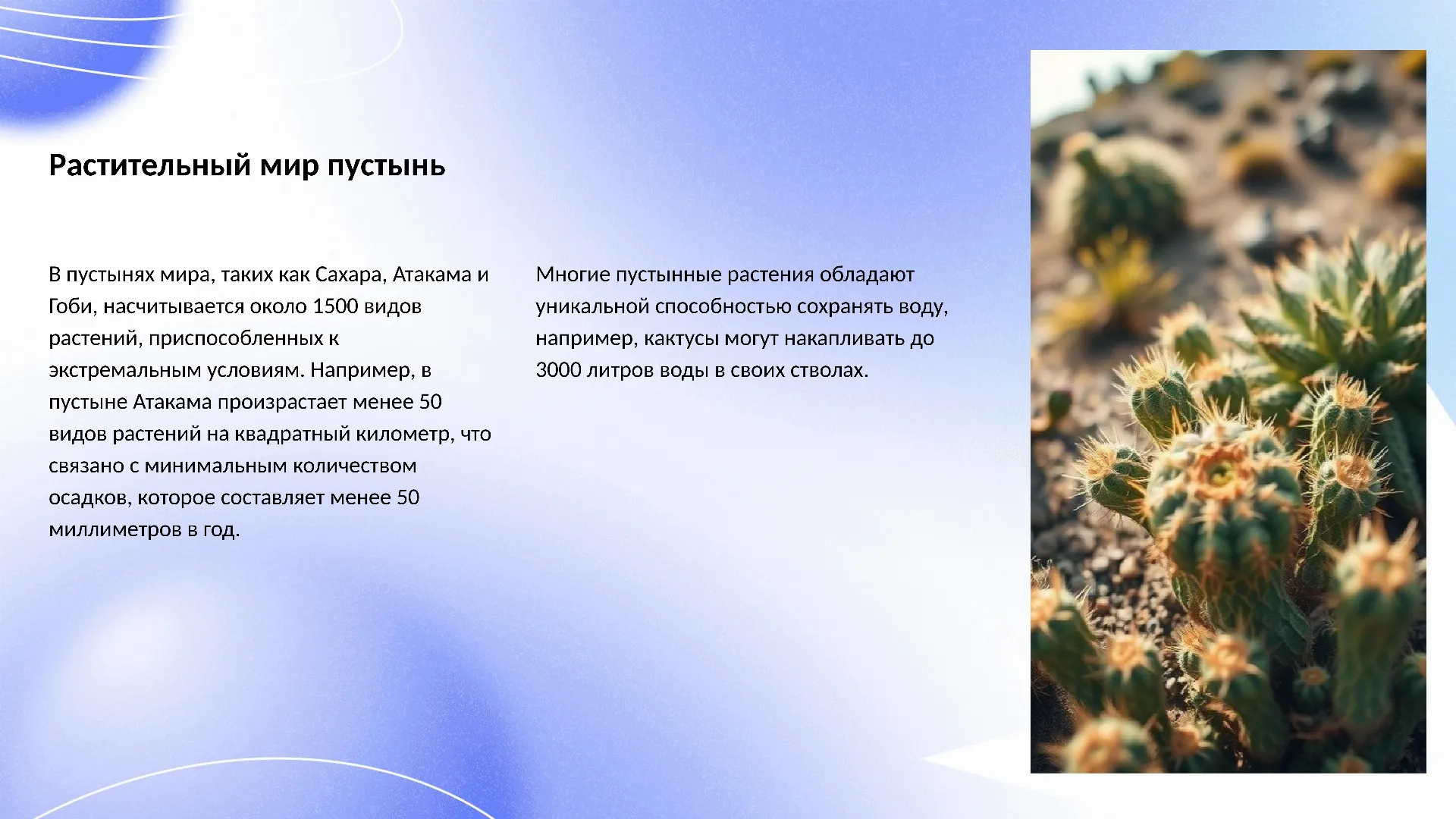 Растительный мир пустынь - слайд для презентации на тему 