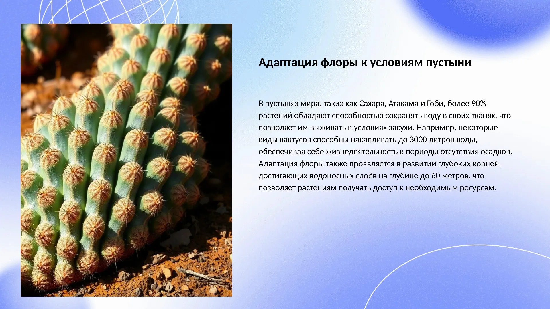 Адаптация флоры к условиям пустыни - слайд для презентации на тему 