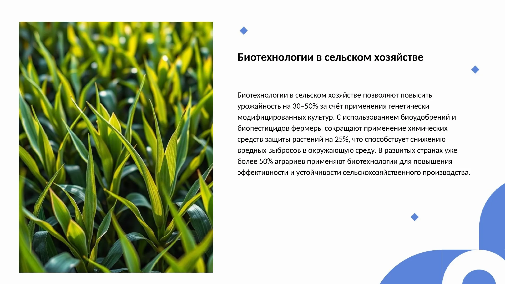 Биотехнологии в сельском хозяйстве - слайд для презентации на тему 