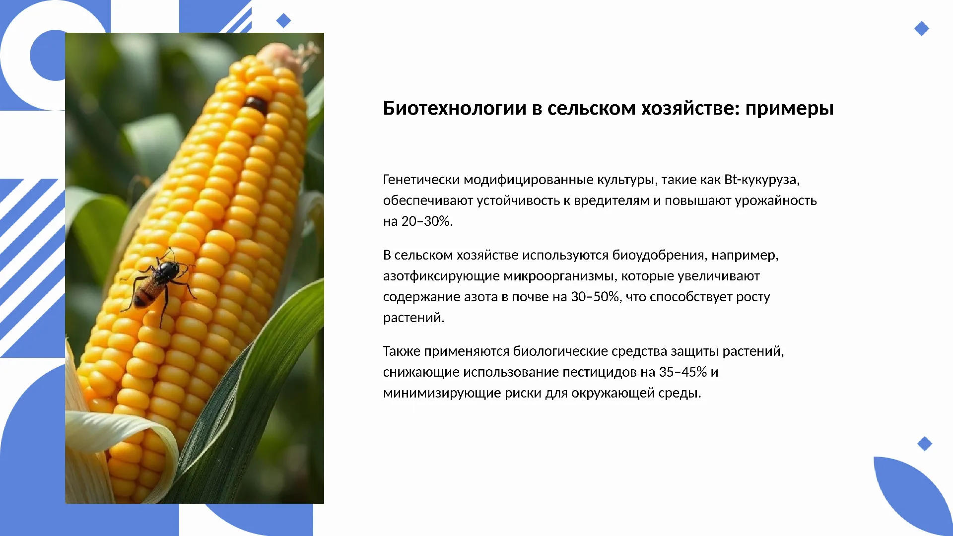 Биотехнологии в сельском хозяйстве: примеры - слайд для презентации на тему 