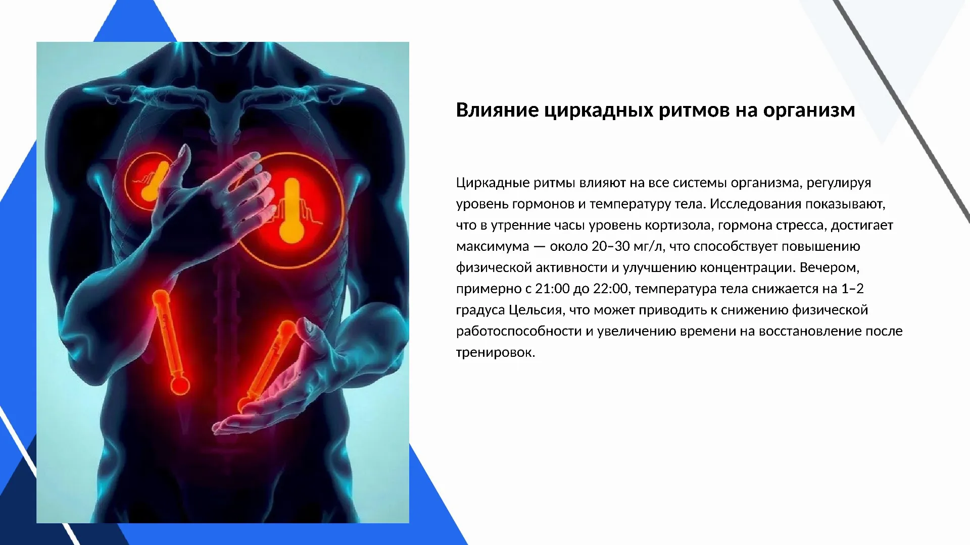 Влияние циркадных ритмов на организм - слайд для презентации на тему 
