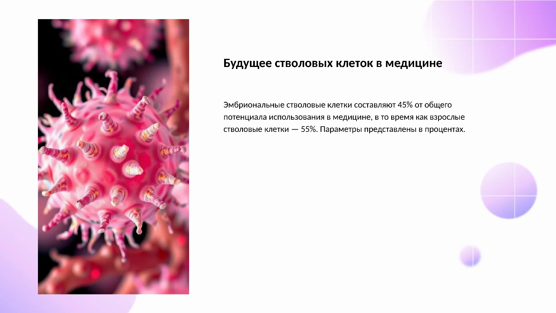 Будущее стволовых клеток в медицине - слайд для презентации на тему 