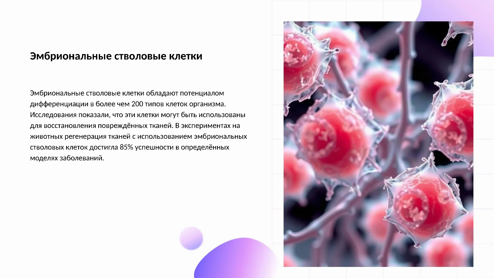 Эмбриональные стволовые клетки - слайд для презентации на тему 