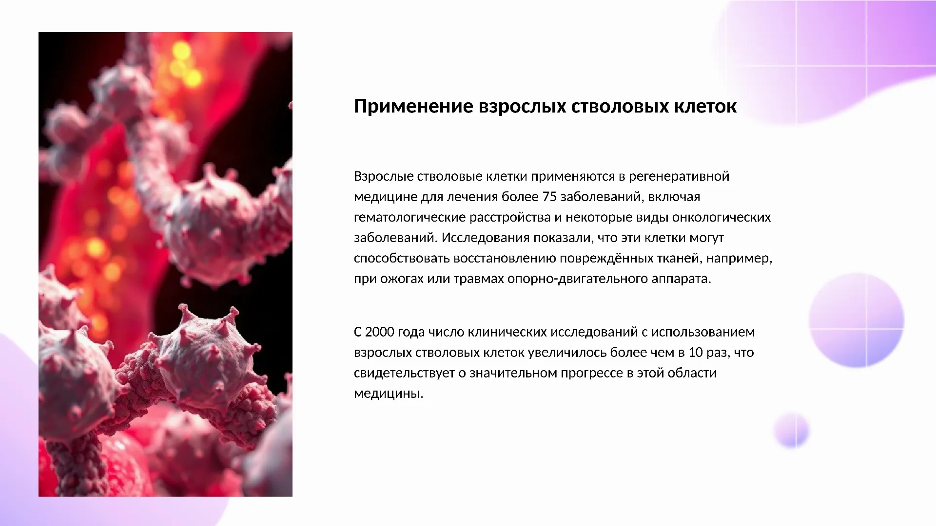 Применение взрослых стволовых клеток - слайд для презентации на тему 