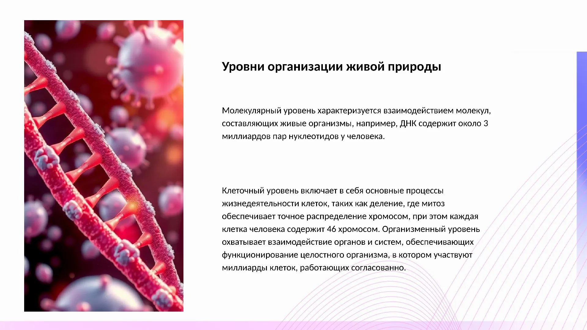 Уровни организации живой природы - слайд для презентации на тему 